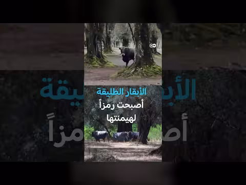 المافيا الإيطالية ندرانغيتا وسيطرة الأبقار