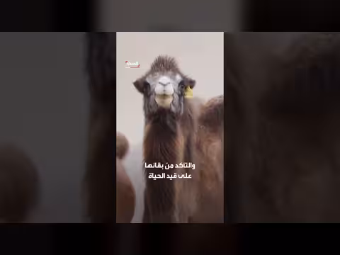 راعٍ منغولي يساعد زوجين على تحقيق الثروة من خلال تربية الإبل