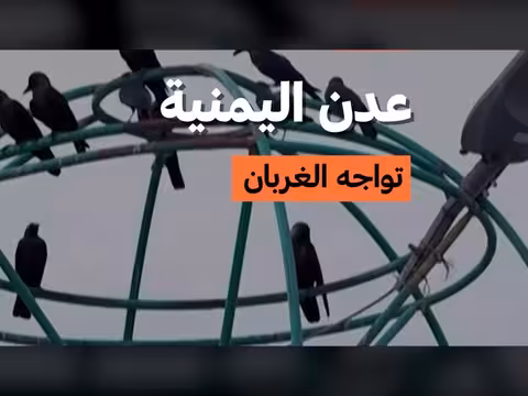 حملة صيد الغربان في عدن اليمنية