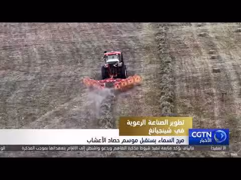 تطوير الصناعة الرعوية في شينجيانغ وحصاد الأعشاب في مرج السماء
