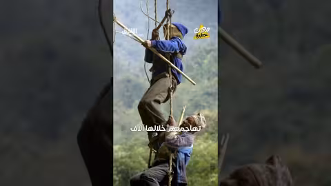 صيادو العسل في نيبال: مهنة خطيرة مقابل عسل ثمين