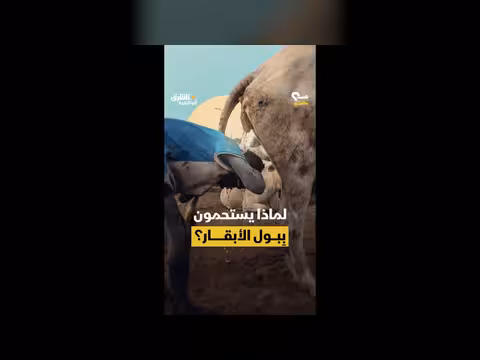 علاقة شعب المنداري مع البقر