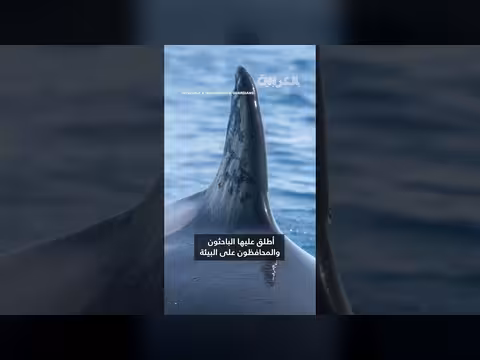 إصابة حوت الأوركا الأنثوي توني بطلقات نارية تثير غضب إسبانيا
