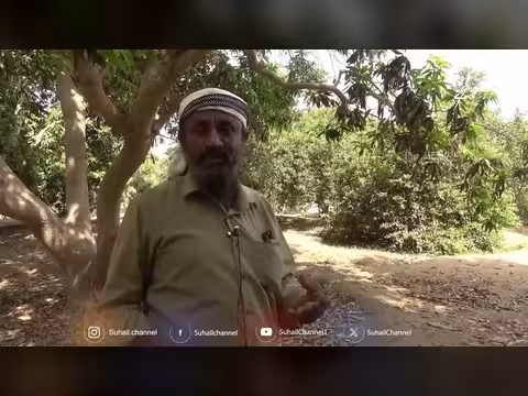 مزارعو المانجو في أبين جهد كثير ومحصول قليل