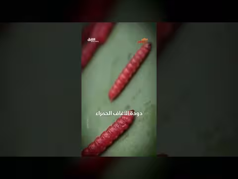 دودة حمراء لا تؤكل نيئة