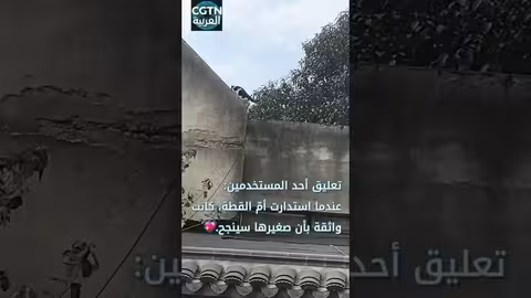 قطة أم تدل صغيرها على كيفية القفز
