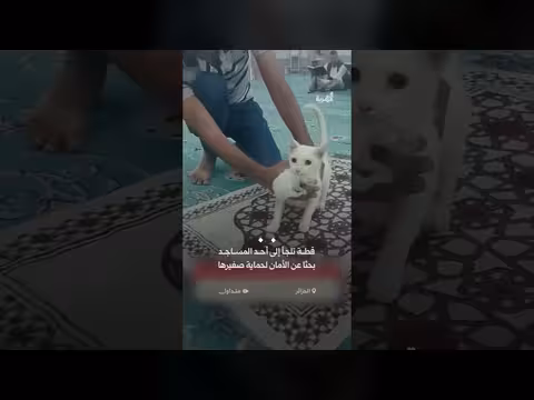 قطة تلجأ إلى مسجد لحماية صغيرها