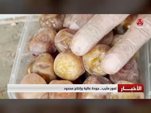 تمور مأرب تتميز بجودة عالية لكن الإنتاج محدود