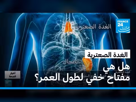 الغدة الصعترية: المفتاح الخفي لطول العمر