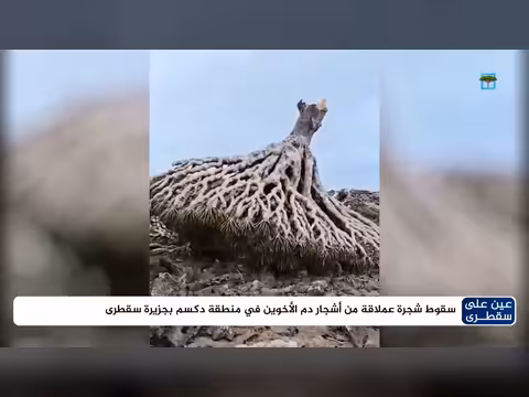 سقوط شجرة دم الأخوين في سقطرى