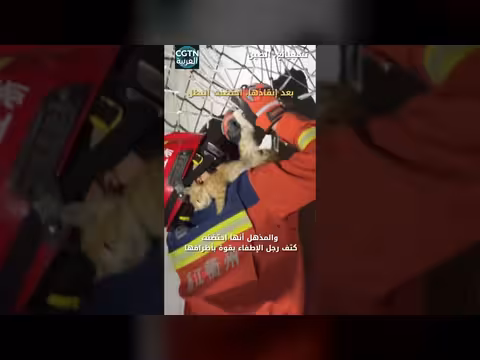 قطة صغيرة احتضنت رجل إطفاء بعد إنقاذها