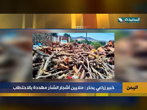 ملايين أشجار السِّدر في اليمن مهددة بالاندثار