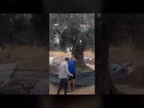 مستوطنون يسرقون ثمار الزيتون من أراضي الفلسطينيين في الخليل