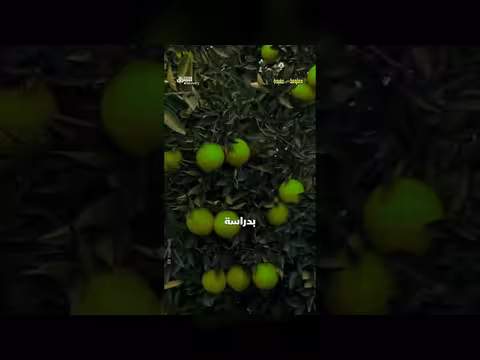 البرتقال لم يكن لونه برتقالياً في الأصل
