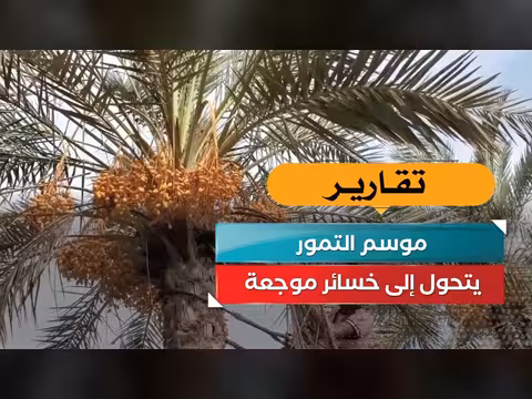 موسم التمور في اليمن يتحول إلى خسائر مالية فادحة