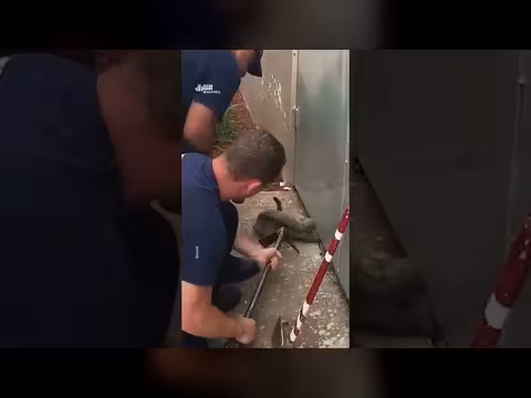 رجال إطفاء شيكاغو ينقذون قطة علقت في مكان ضيق