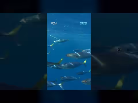 كائنات مجهرية في المحيطات تنتج نصف أكسجين الأرض