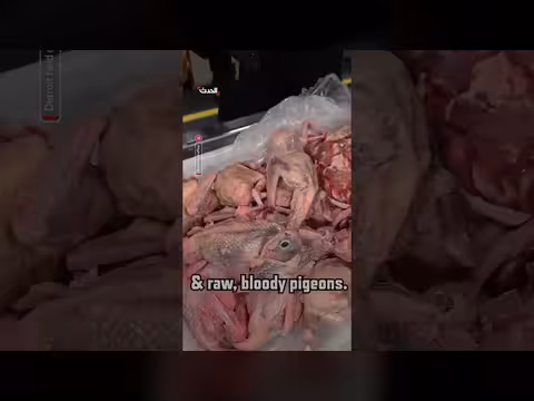 توقيف مصري بمطار ديترويت بعد ضبط ملوخية وحمام في حقيبته