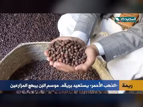 أسعار البن ترتفع وتُبهج مزارعي ريمة اليمنية