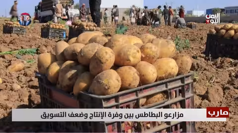 مزارعو البطاطس في مارب بين وفرة الإنتاج وضعف التسويق
