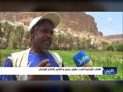 الآفات الزراعية تهدد حقول دوعن وتقلص الإنتاج الزراعي