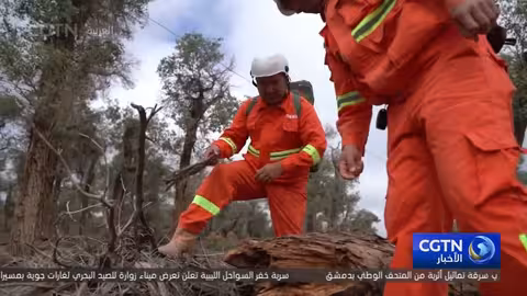 حراس غابات الحور: حماية الحاجز البيئي في شينجيانغ