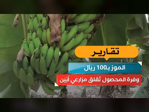 الموز ب100 ريال.. وفرة المحصول تثير قلق مزارعي أبين