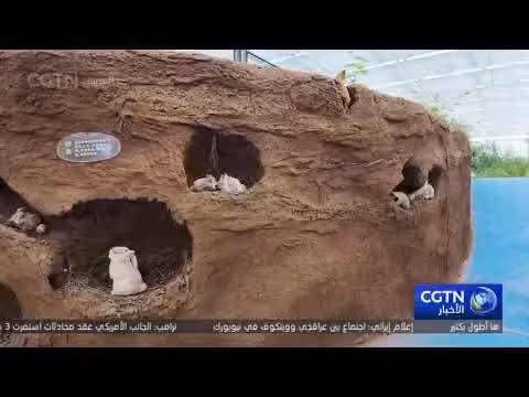 الصين تبني نموذجًا لإدارة بيئة صحراء مو أوس عبر الابتكار العلمي