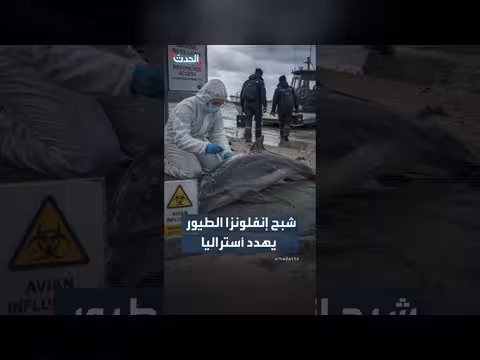 نفوق أول دولفين بإنفلونزا الطيور جنوب أستراليا وانسحاب باحثين