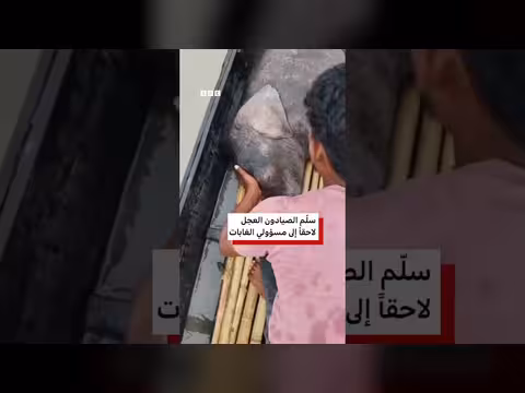 صيادون هنود ينقذون فيلاً صغيراً من الغرق في نهر ببنغال الغربية