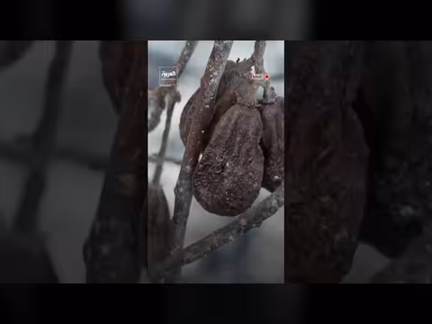 حرائق الغابات تلتهم مزرعة أفوكادو في إسبانيا وتؤثر على الحصاد