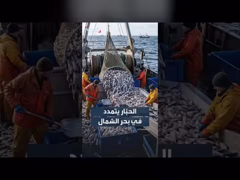 الحبّار يغزو بحر الشمال ويصبح موردًا اقتصاديًا متزايدًا للصيادين