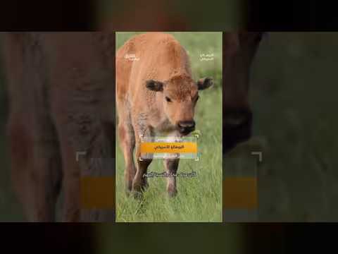 قصة البوفالو الحزينة