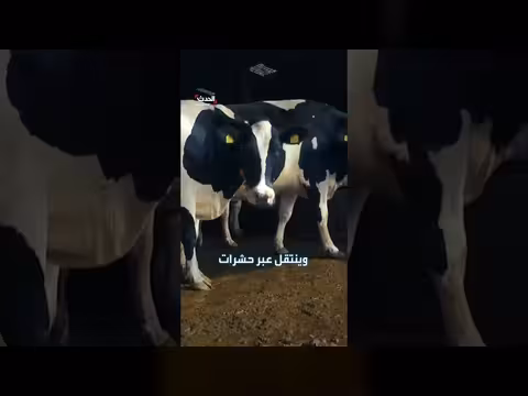 فرنسا تسجل أول إصابة بشرية بفيروس شاموندا
