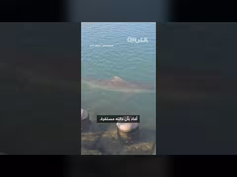 قرش عالق في قناة مائية يجذب مئات الآلاف من الزوار في بوسان