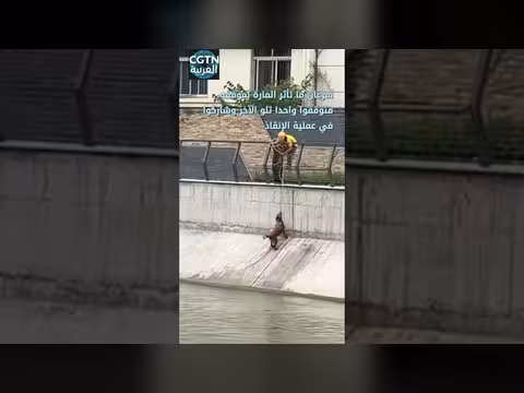 شاب ينجح في إنقاذ كلب مع مساعدة الغرباء