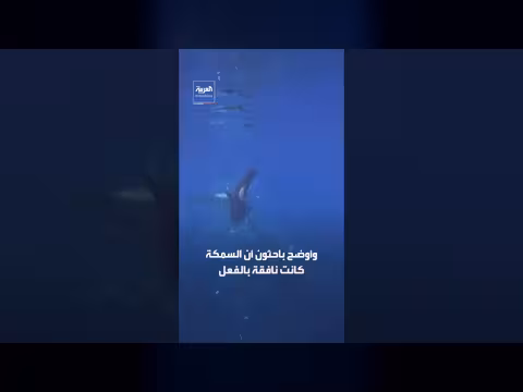 حيتان الأوركا تمزق فريستها بدافع المتعة