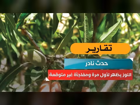 حدث نادر! اللوز يظهر لأول مرة