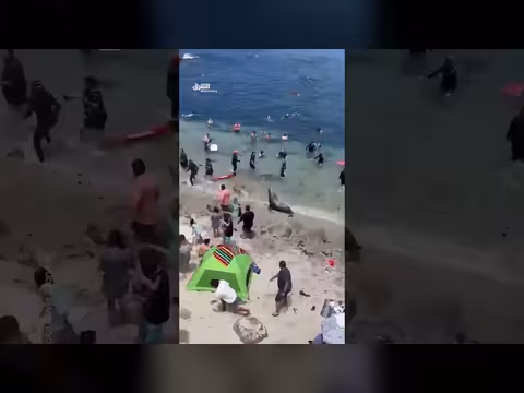 أسود البحر تهاجم شواطئ سان دييغو