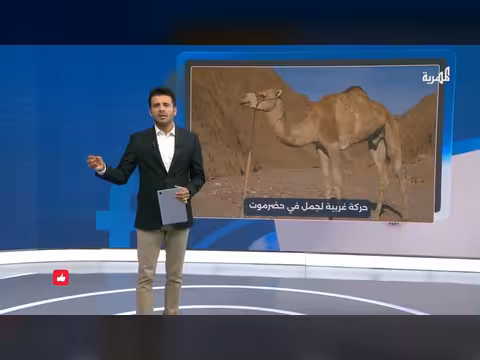 فيديو نادر يظهر جملًا يعض جسده في حضرموت