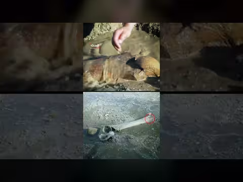 جفاف نهر الدانوب في بلغاريا يكشف عن بقايا ماموث صوفي منقرض