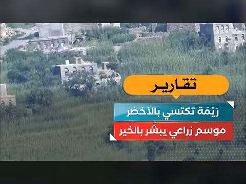 ريمة تكتسي بالأخضر.. موسم زراعي يبشّر بالخير