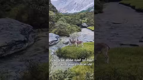 لحظة مؤثرة: خروف أزرق ينجح في عبور نهر في الصين