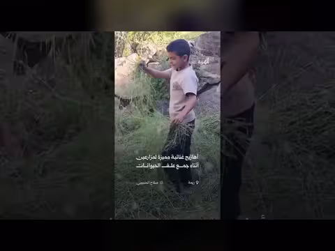 أهازيج غنائية لمزارعين في ريمة أثناء جمع علف الحيوانات