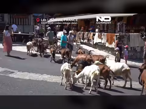 الماعز تتجول بحرية في قرية فرنسية