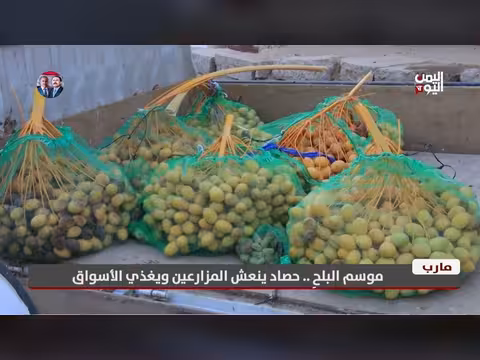 موسم البلح في مارب.. حصاد ينعش المزارعين ويغذي الأسواق