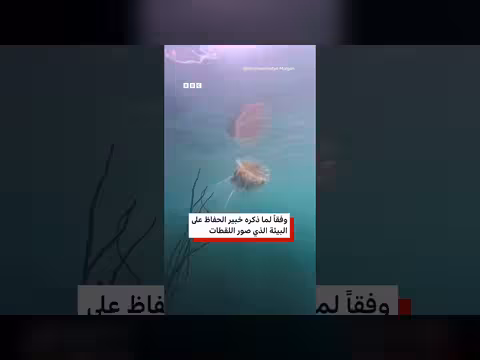 غواص حر يرصد قنديل بحر عملاق بحجم حافلة قبالة سواحل ويلز