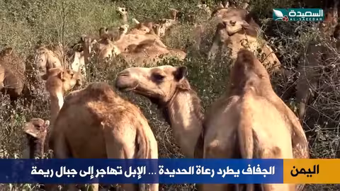 الجفاف يدفع رعاة الحديدة إلى الهجرة مع الإبل إلى ريمة