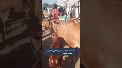 أسعار الأبقار في سوق المعرص بالحديدة مع قرب رمضان