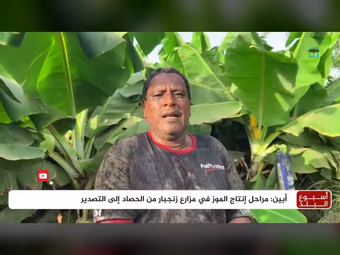 مراحل إنتاج الموز في زنجبار